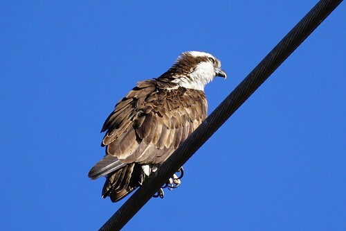Osprey
