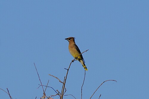 Cedar Waxwing