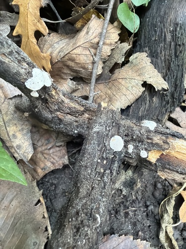 Perenniporia ohiensis observed 2026-10-01