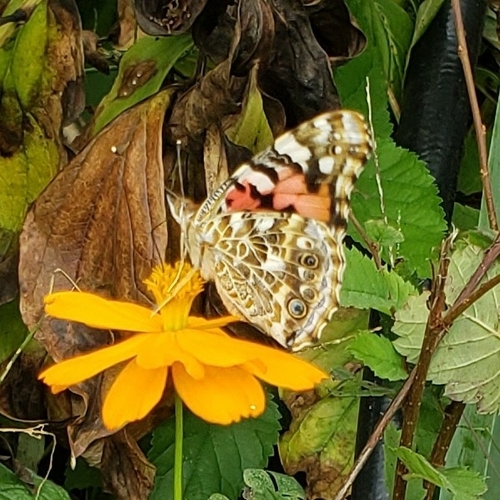 Painted Lady