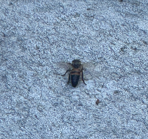 Western Honey Bee