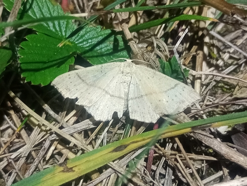 Punctaria observed 2026-10-01
