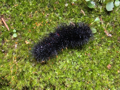 Giant Leopard Moth