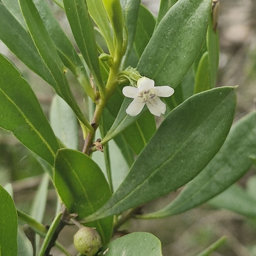 Myoporum boninense observed 2026-10-02