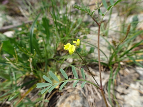 Image of Hippocrepis ciliata by (c) Thomas Koffel, some rights reserved (CC BY)
