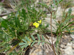 Hippocrepis ciliata