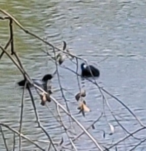 American Coot