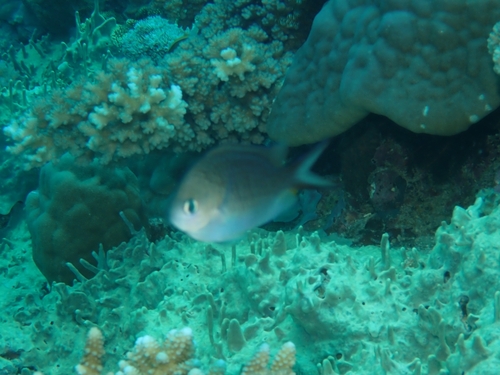 Chromis ternatensis observed 2026-09-30