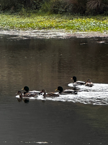 Mallard