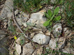 Hippocrepis ciliata