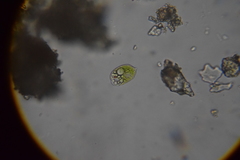 Phacus acuminatus