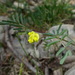 Lesser Horseshoe-Vetch - Photo (c) Thomas Koffel, some rights reserved (CC BY-NC), uploaded by Thomas Koffel