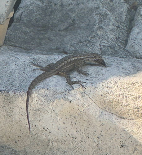 Western Fence Lizard