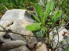 Hippocrepis ciliata