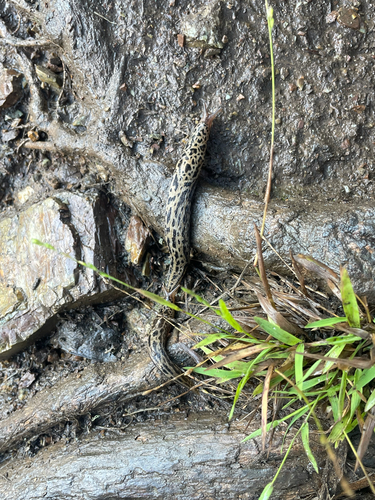 Leopard Slug