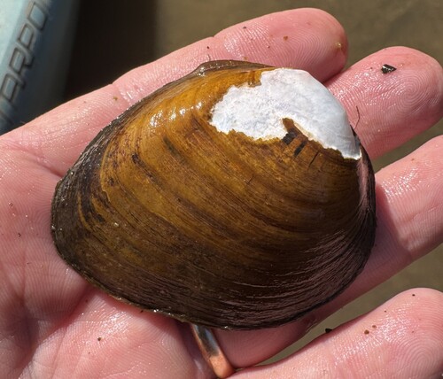 Slabside Pearlymussel
