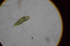 Euglena granulata