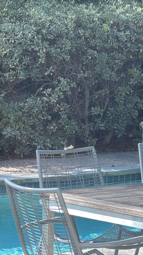 Black Phoebe