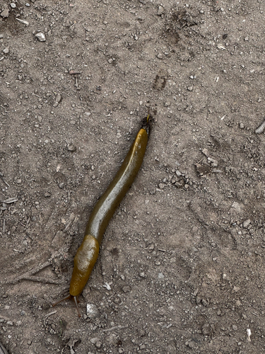 Button's Banana Slug