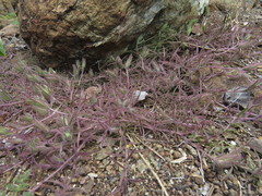 Cordylanthus nidularius