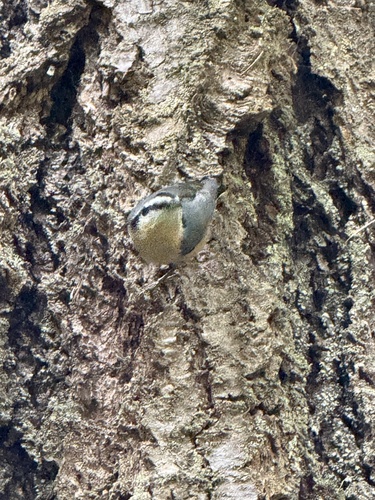 Red-breasted Nuthatch