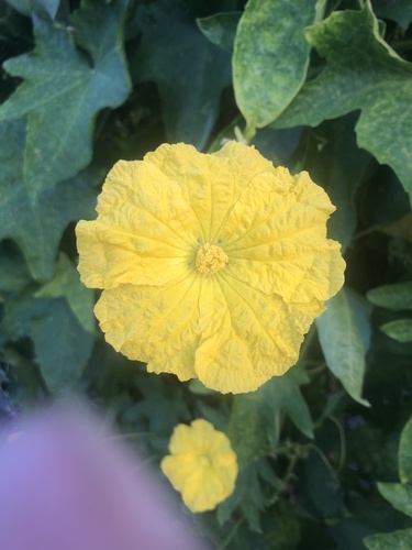 Luffa aegyptiaca observed 2026-10-02