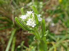 Valerianella discoidea