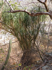 Beaucarnea recurvata