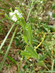 Valerianella discoidea