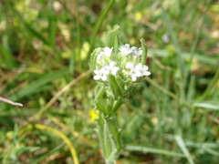 Valerianella discoidea