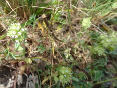 Valerianella discoidea