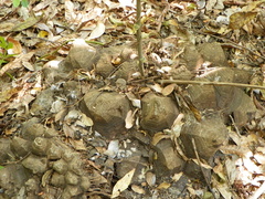 Dioscorea mexicana