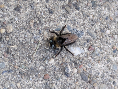 Horse-fly Carpenter Bee