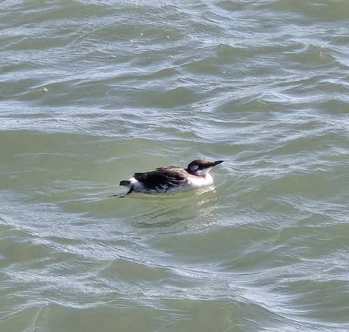 Common Murre