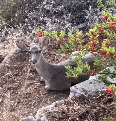 Columbian Black-tailed Deer