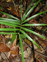 Zamia loddigesii