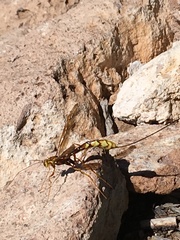 Megarhyssa macrurus icterosticta