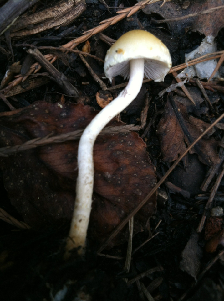Leratiomyces percevalii image