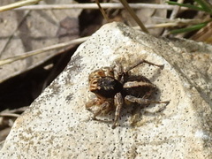 Aelurillus v-insignitus