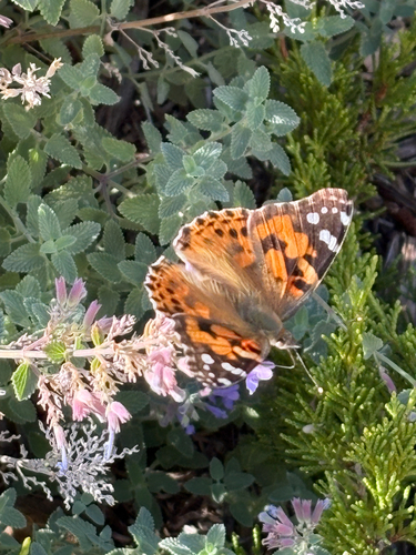 Painted Lady