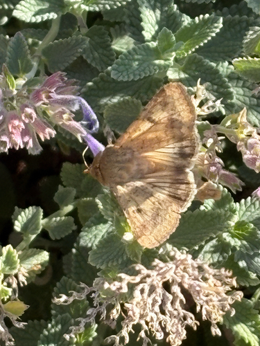 Corn Earworm Moth