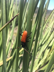 Tragidion gracilipes