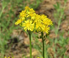 Crepis praemorsa