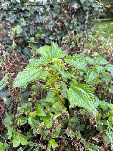 Canada clearweed