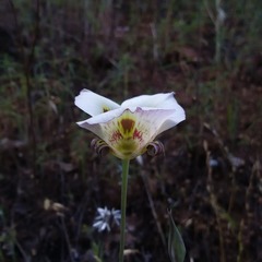 Calochortus vestae