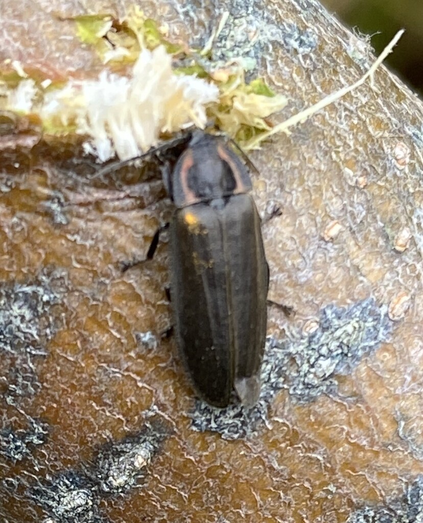 Spotting Fall Fireflies Across the Globe