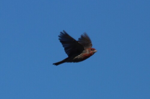 House Finch