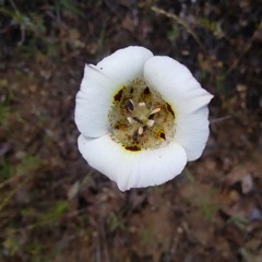 Calochortus vestae