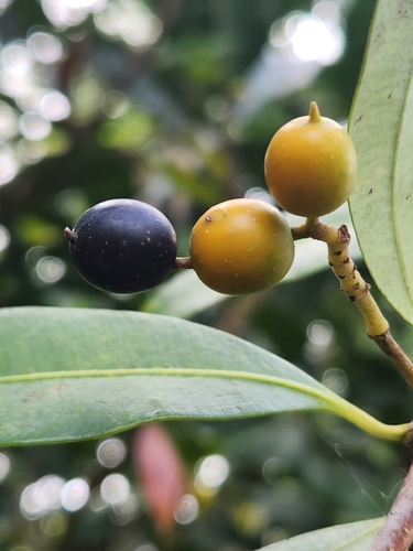 Alyxia spicata observed 2026-10-02