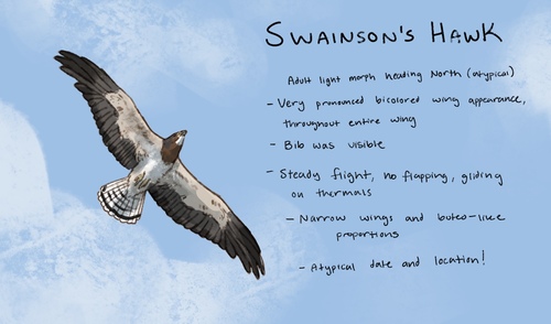 Swainson's Hawk